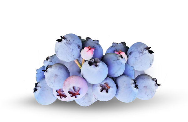 Rabbiteye Blueberry