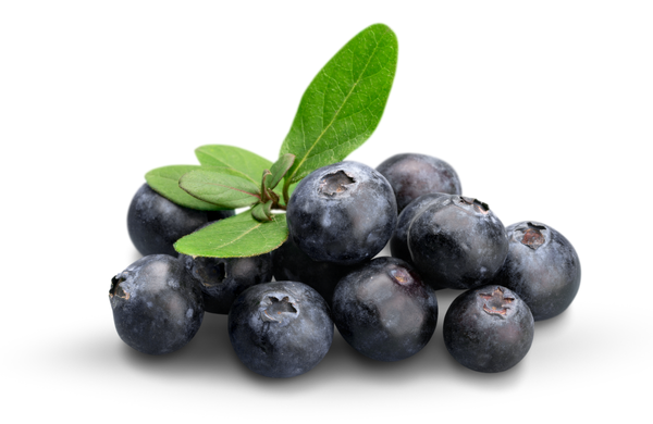 Northern Highbush Blueberry