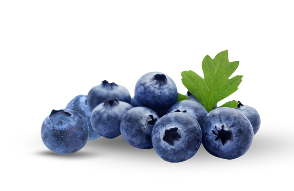 Southern Highbush Blueberry