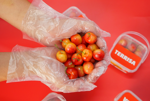 TERRISA Special Rainier U.S.A. Cherries