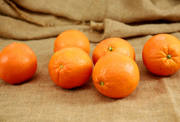 TERRISA Premier U.S.A. Oranges