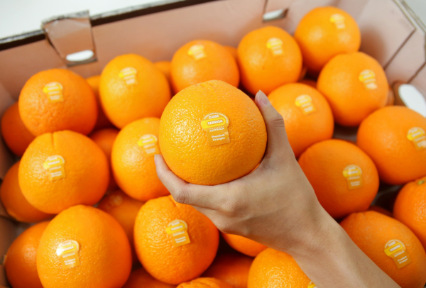 TERRISA Special Cara Cara Australian Oranges