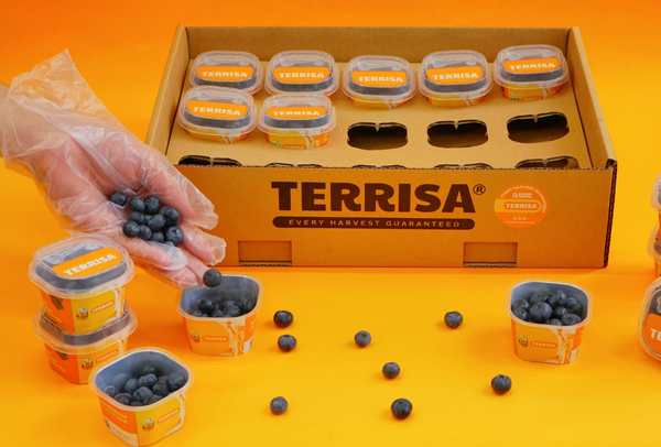 TERRISA Classic U.S.A. Blueberries
