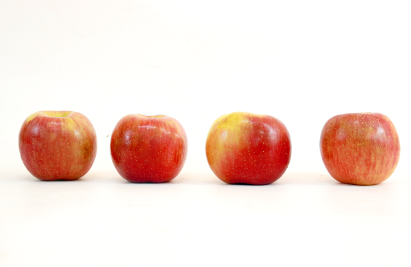 TERRISA Special EverCrisp U.S.A. Apples