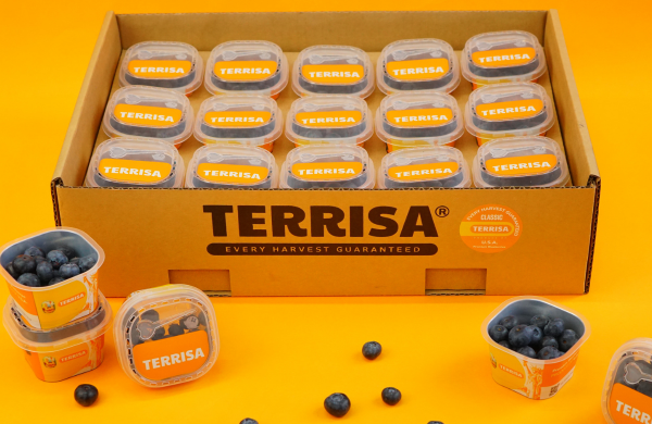 TERRISA Classic U.S.A. Blueberries