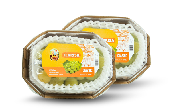 TERRISA Classic Shine Muscat Korean Grapes