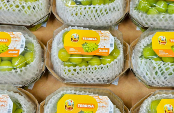 TERRISA Classic Shine Muscat Korean Grapes