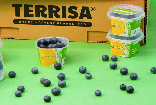 TERRISA Organic U.S.A. Blueberries