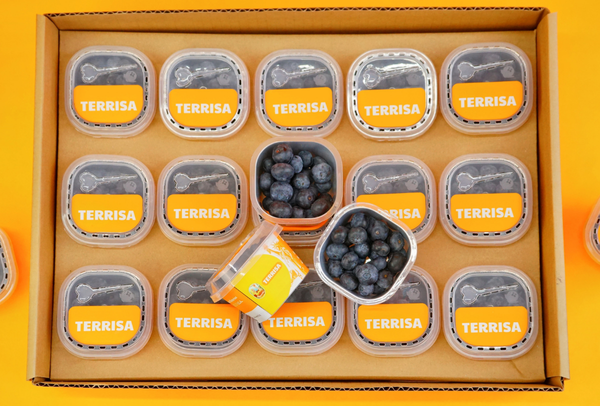 TERRISA Classic U.S.A. Blueberries