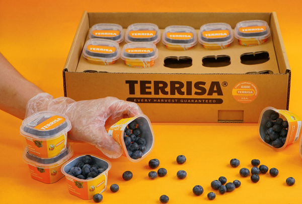 TERRISA Classic U.S.A. Blueberries