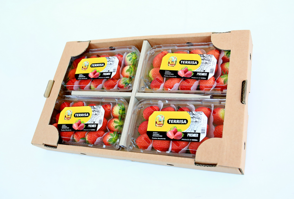TERRISA Premier Korean Strawberries