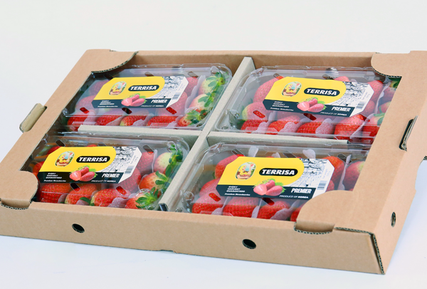 TERRISA Premier Korean Strawberries