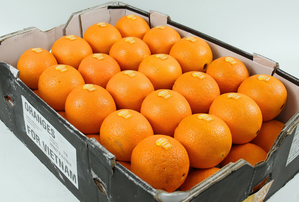 TERRISA Classic Australian Oranges